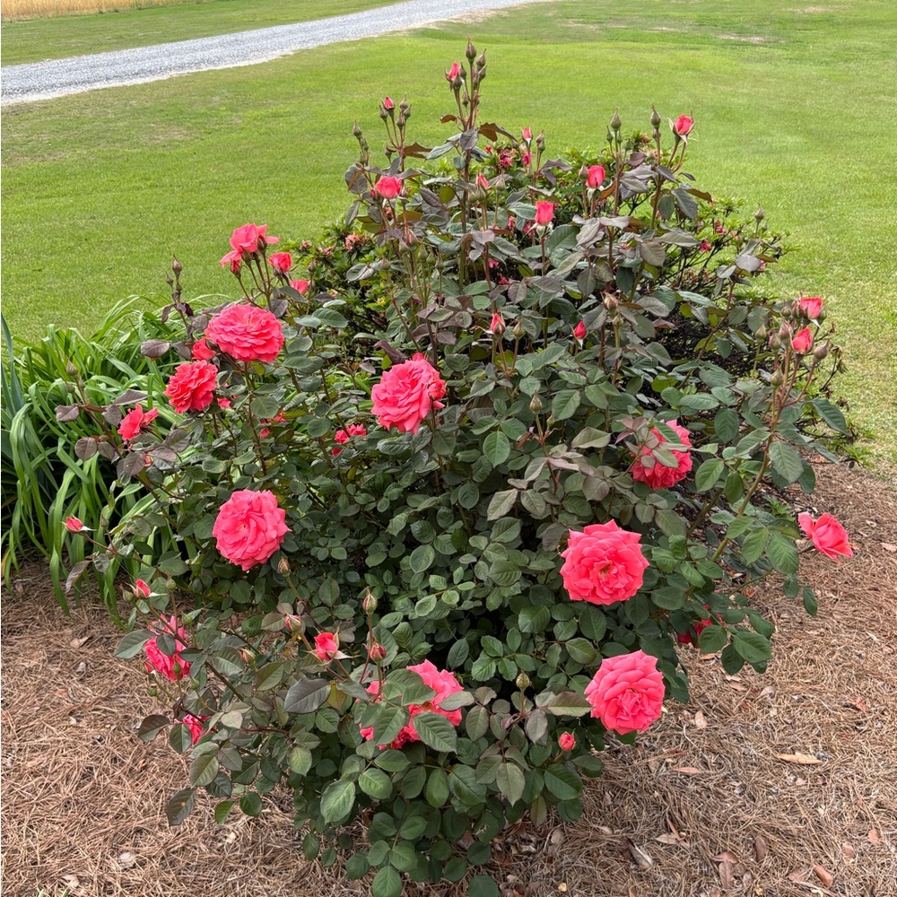 floribunda “America” climbing pink rose bush, plus 2 Stargazer Amaryllis bulbs. - Picture 4 of 6